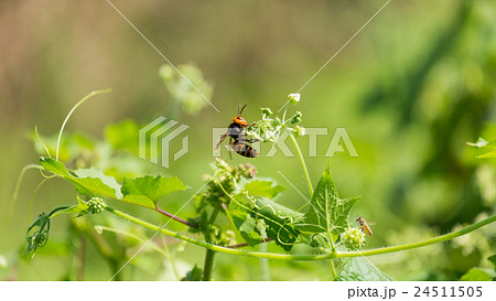 蜜を吸うスズメバチの写真素材