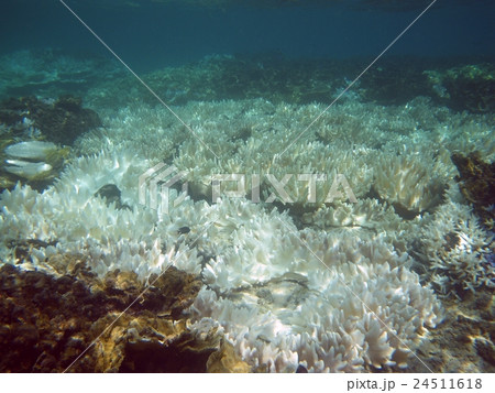 白化したサンゴ 沖縄 波照間島 白化したサンゴ 沖縄 波照間島 24511618