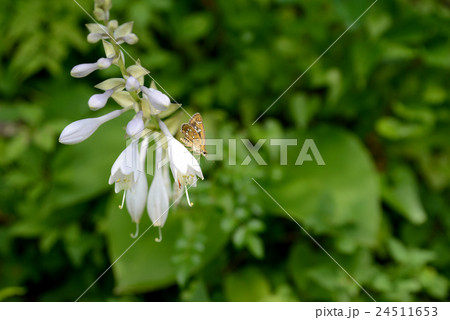 ギボウシ ギボウシ 24511653