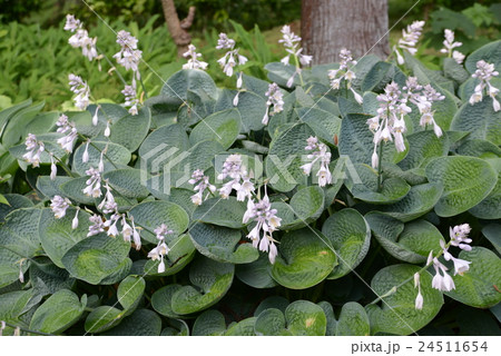 マルハギボウシ 24511654