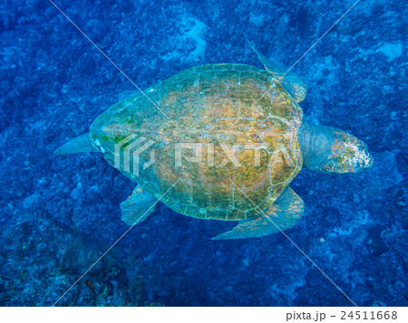 ウミガメ 24511668