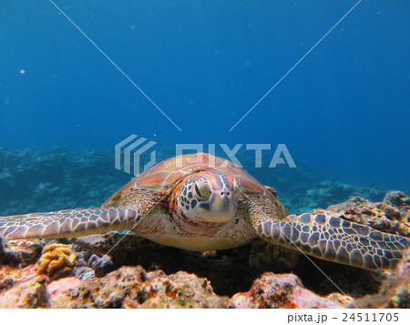 ウミガメ ウミガメ 24511705