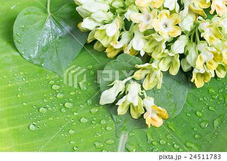 Herb plant ,Cowslip Creeper (Telosma minor Craib) 24511783