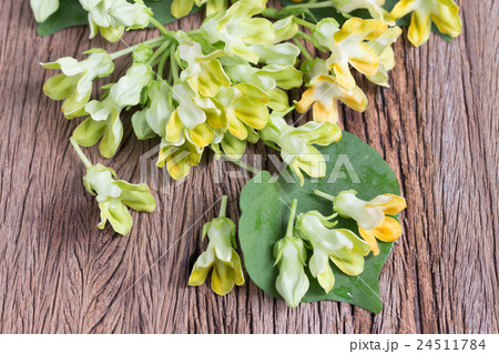 Herb plant ,Cowslip Creeper (Telosma minor Craib). 24511784