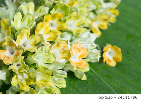 Herb plant ,Cowslip Creeper (Telosma minor Craib) 24511786