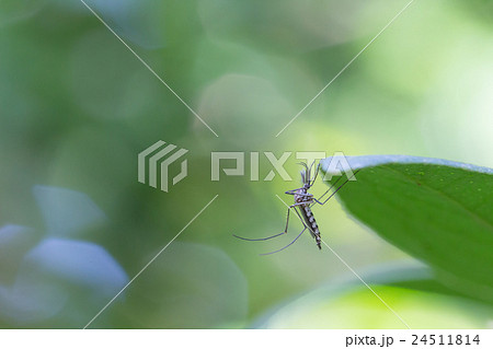 Mosquito on leaf Mosquito on leaf 24511814