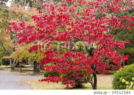 広隆寺の紅葉 広隆寺の紅葉 24512384