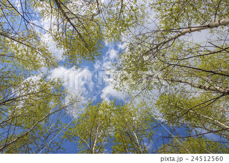 Sky in the crowns of birch 24512560