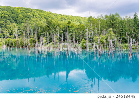 北海道 美瑛 夏の白金青い池の写真素材