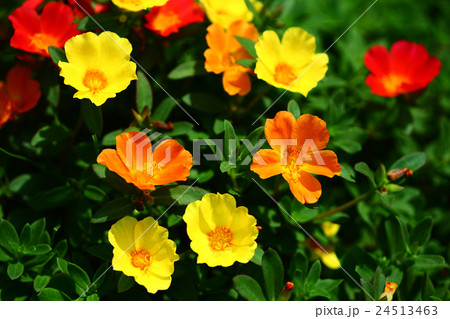 ポーチュラカ 黄と赤色の花 ポーチュラカ 黄と赤色の花 24513463