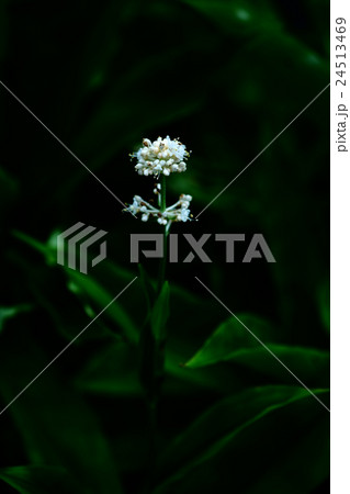 野草　木陰に咲くヤブミョウガの花 24513469