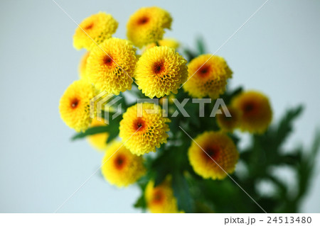 秋を先取り スプレーマムの花 秋を先取り スプレーマムの花 24513480