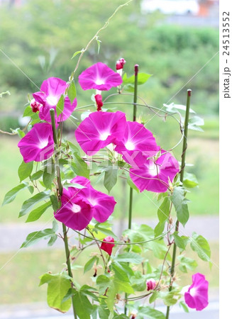 朝顔 24513552