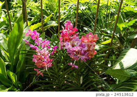 ナショナル・オーキッド・ガーデン ナショナル・オーキッド・ガーデン 24513612