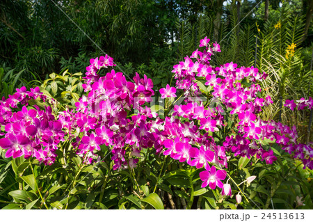 ナショナル・オーキッド・ガーデン 24513613