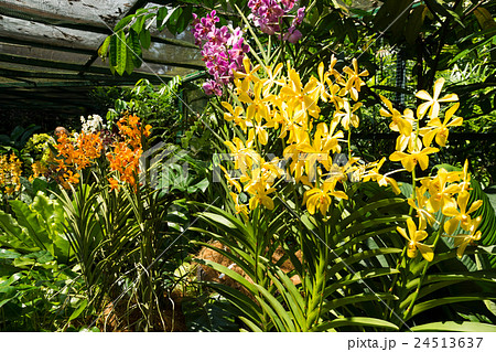 ナショナル・オーキッド・ガーデン 24513637