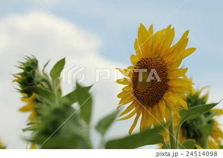 ひまわり 24514098