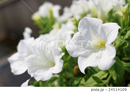 ペチュニア 24514109