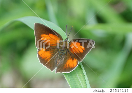 ウラギンシジミのオス ウラギンシジミのオス 24514115