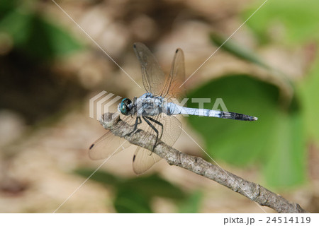 シオカラトンボのオス シオカラトンボのオス 24514119
