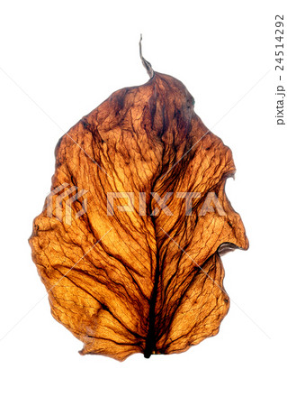 dry leaf, showing a delicate pattern of veins. dry leaf, showing a delicate pattern of veins. 24514292