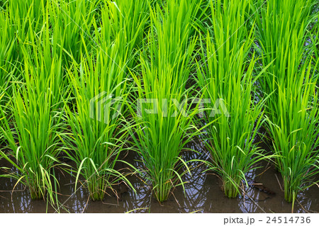 Young rice sprout close up 24514736