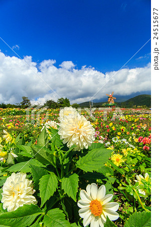 ぐりんぱ 天空のダリア祭りの写真素材