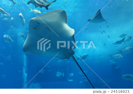 沖縄 美ら海水族館 エイの写真素材