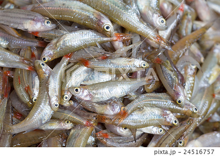 fresh small fish source of calcium fresh small fish source of calcium 24516757