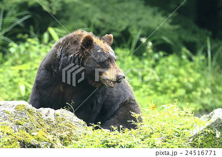ヒグマ 24516771