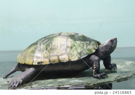 ニホンイシガメ ニホンイシガメ 24516865