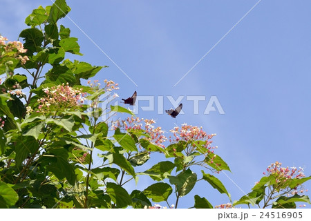 クサギの花に集まる クロ系アゲハ クサギの花に集まる クロ系アゲハ 24516905
