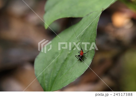 生き物　昆虫　ササキリ、幼虫です。親と似ても似つかぬ姿で六月ころから見られます 24517388