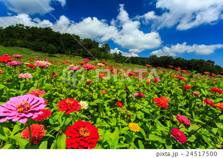 花めぐりの里 花めぐりの里 24517500