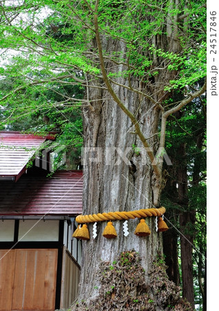 イチョウ イチョウ 24517846