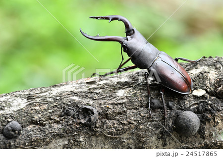 クワガタムシ 24517865