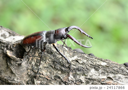 クワガタムシ クワガタムシ 24517866