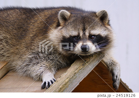 アライグマ 24519126