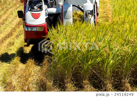 稲刈り 24519249