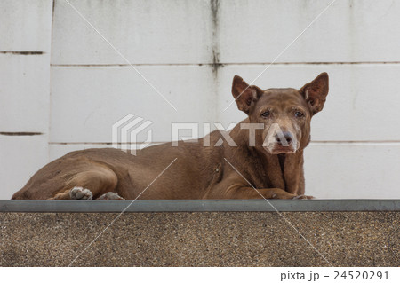 Thai stray dog 24520291