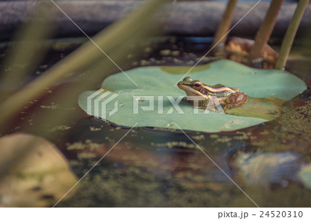 Frog (Green Frog) on a lotus leaf 24520310