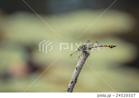 Dragonfly in yellow and black 24520337