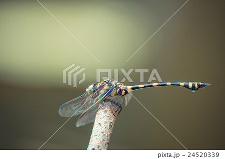 Dragonfly in yellow and black Dragonfly in yellow and black 24520339