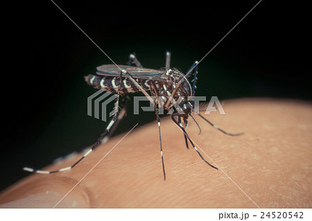 Macro of mosquito (Aedes aegypti) sucking blood Macro of mosquito (Aedes aegypti) sucking blood 24520542