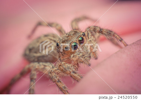 Macro of spider insect focus at eye Macro of spider insect focus at eye 24520550