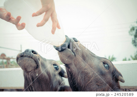 Murrah buffalo 24520589