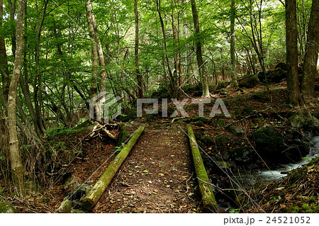 遊歩道の丸太橋 24521052