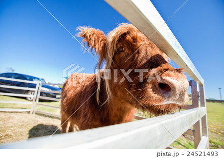 牛 雄牛 雄牛座 24521493