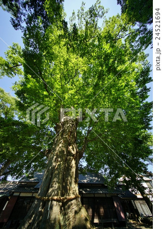 白鳥神社の御神木 白鳥神社の御神木 24521694