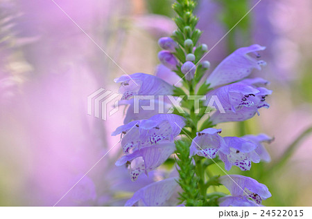 ハナトラノオ 24522015